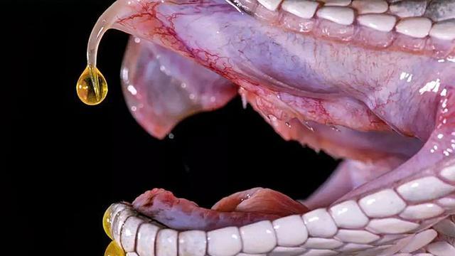银环蛇是中国最毒的毒蛇吗？它们咬一口就致命，银环蛇只能排第三