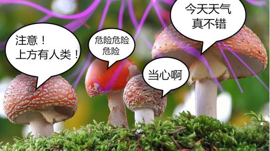 英国科学家的新研究表明，蘑菇间也有“交流”？太不可思议了