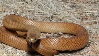 世界上第二毒的毒蛇，为什么比第一毒的蛇更可怕？