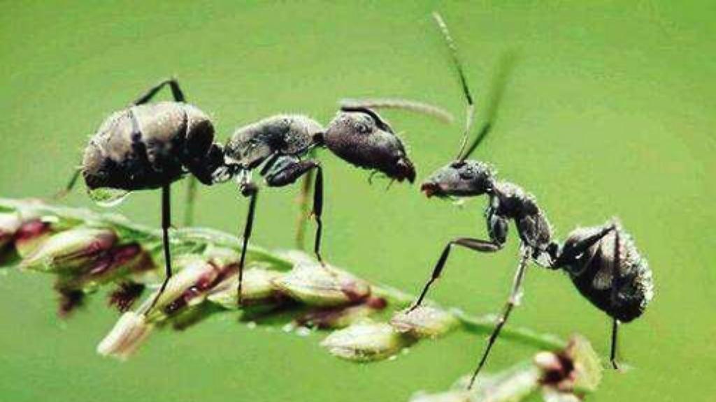 人类要是感染了更可怕：可将蚂蚁变成僵尸的真菌