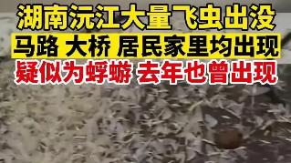 湖南益阳大桥上蜉蝣铺天盖地 有车辆打滑出事故