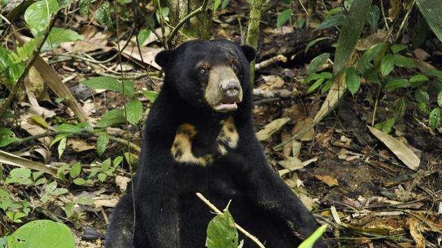 盘点史上最危险的九种熊，大熊猫居然也上榜了，北极熊是第一吗？