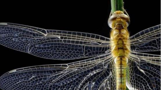 飞行界的“王者”——蜻蜓？诡异的飞行，科学家研究多年依然头痛
