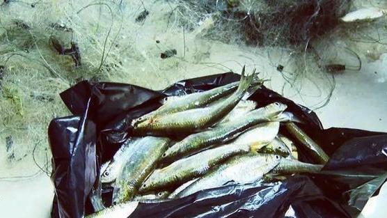 四川阆中一男子摊上事了，捕获167条鱼为母猫补充营养，咋回事？