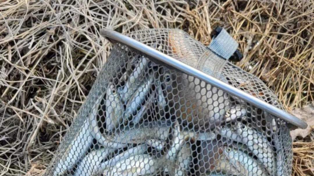 饵料|“四个步骤”调整一下，有效避免小鱼闹窝！