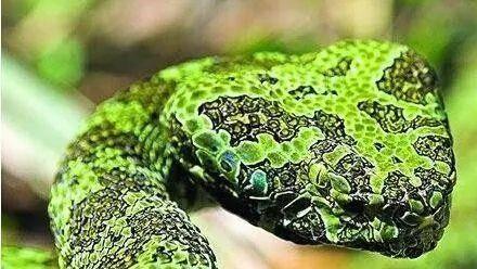 毒蛇与野猫，两大国宝的战斗，奇迹发生了！