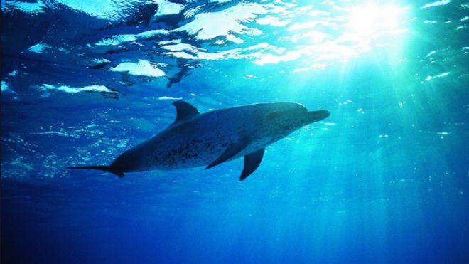难以想象，鲨鱼竟然会害怕海豚，难道海豚是海洋中的霸主吗？