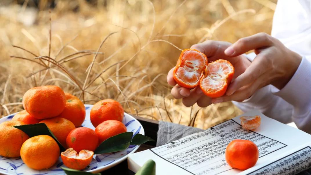 新疆维吾尔自治区|走进苏州吴中太湖洞庭东西山：最是橙黄橘绿时