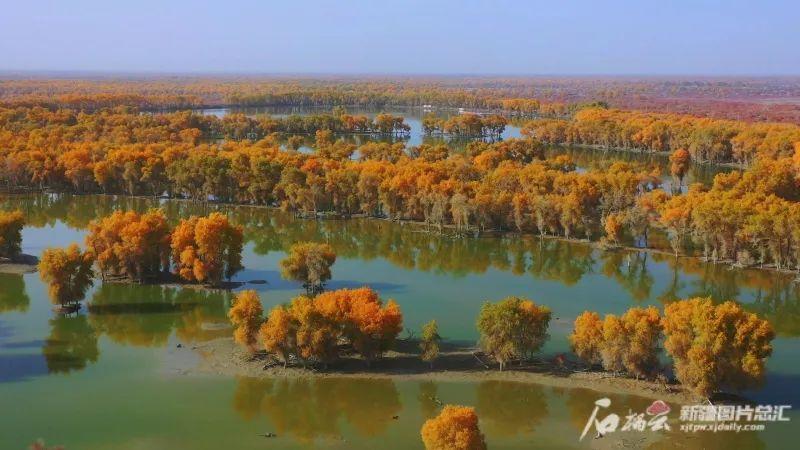 |绝美的秋日画卷尽在巴州塔里木胡杨林国家森林公园