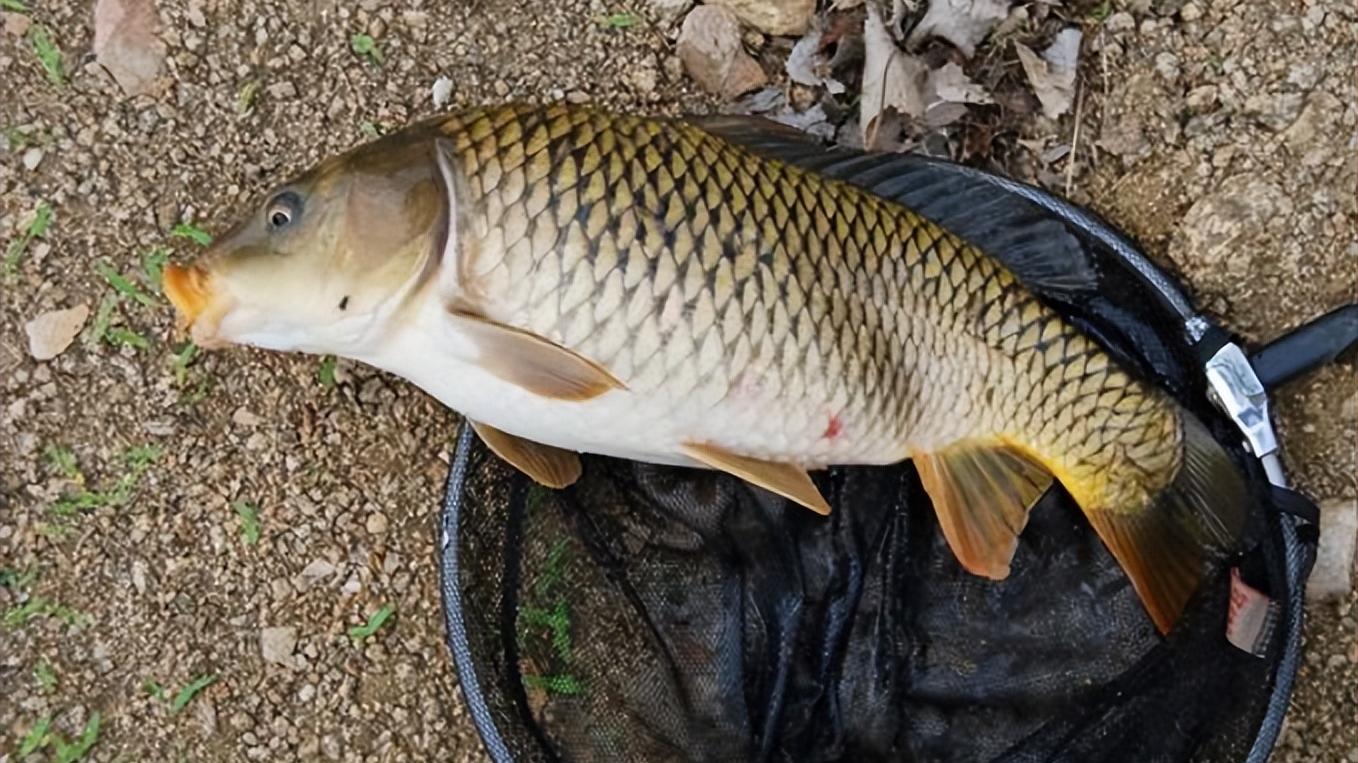 饵料|夏至过，鱼情变！掌握这些“套路”，让你少走弯路，连竿爆护