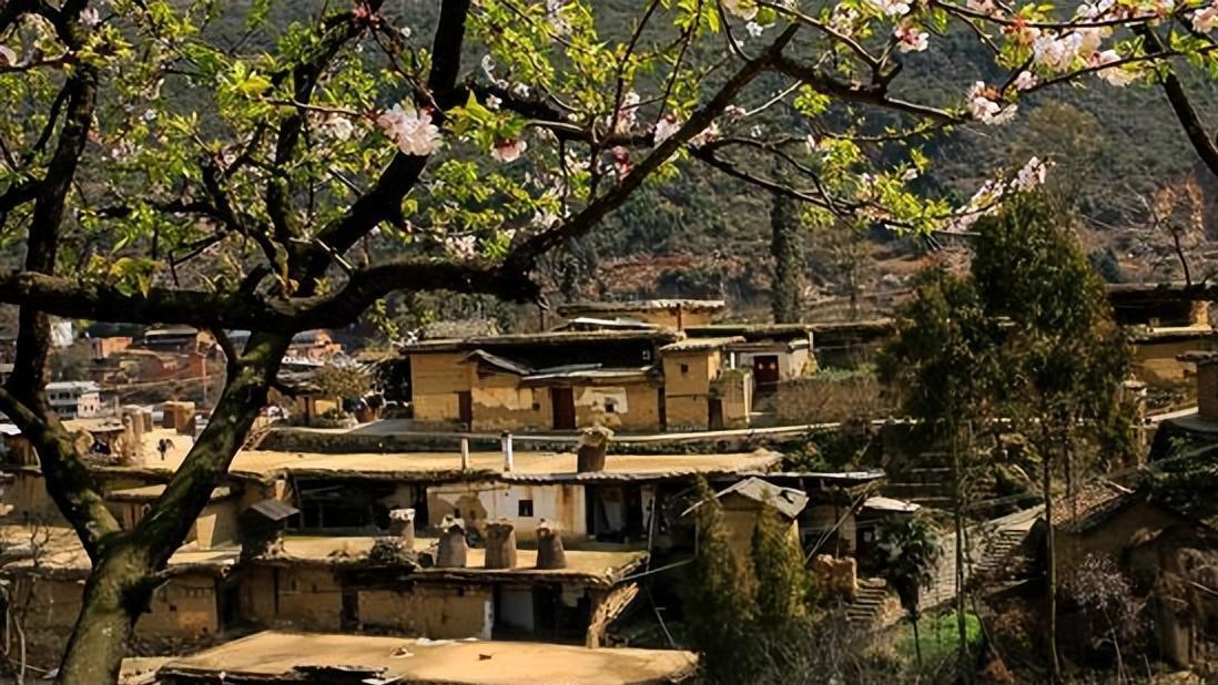 济南|山中种满了“摇钱树”，云南藏着一个土豪村，家家都可月入十万元