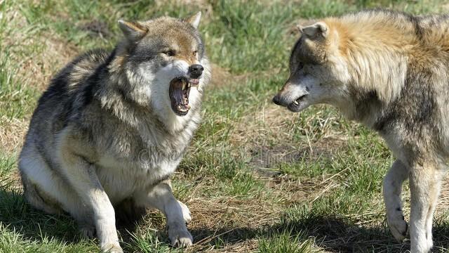 一个体重140斤的成年男子，面对一只70斤的狼，谁胜算更大？