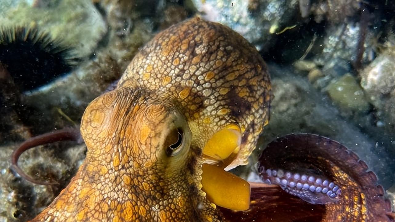 为何有人说章鱼是外星生物？3个心脏，能变色，还能编辑RNA！