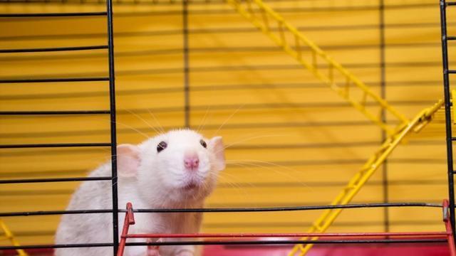 科学家将人脑细胞植入老鼠大脑，竟完美融合，老鼠也更聪明了