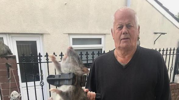 英媒：英国一名82岁老人德瑞克的家中饱受鼠患