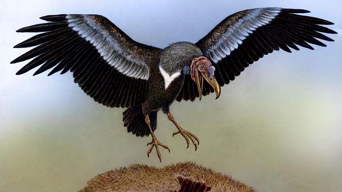 它是世界巨鹰，主食是狮子，身高可达2米，至今还没发现它的天敌