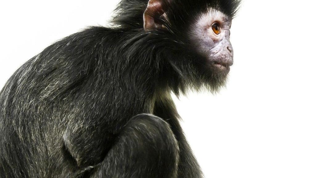 世界上有一种特殊的生物，只会生小猴子长到10岁时开始死亡