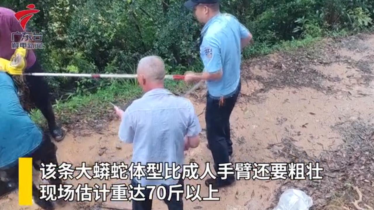 70多斤蟒蛇现身广东梅州，5人合力将其抓捕，遇到蟒蛇怎么办？