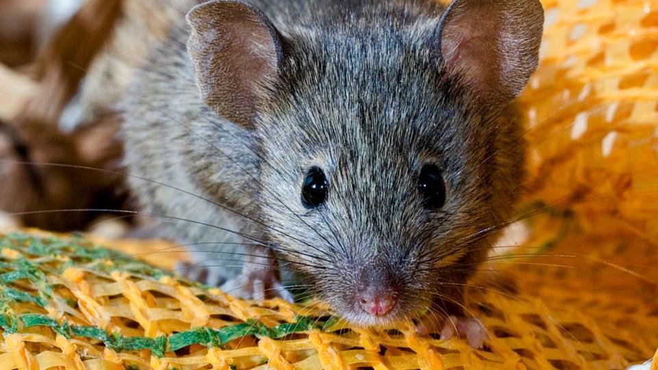 研究发现：野生家鼠的遗传结构和多样性