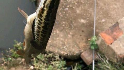 水库|害鱼？安徽一男子水库钓起“水老虎”，因放生遭围观大叔臭骂