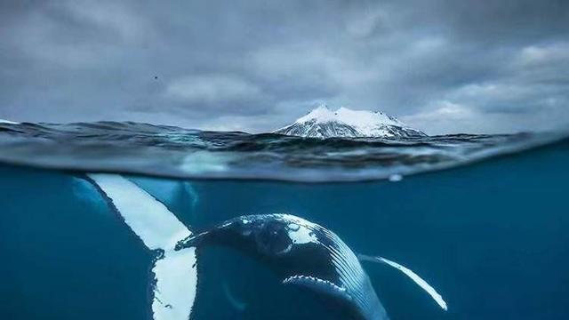 1985年12月，12条抹香鲸因何集体自杀在福建东北的打水岙湾