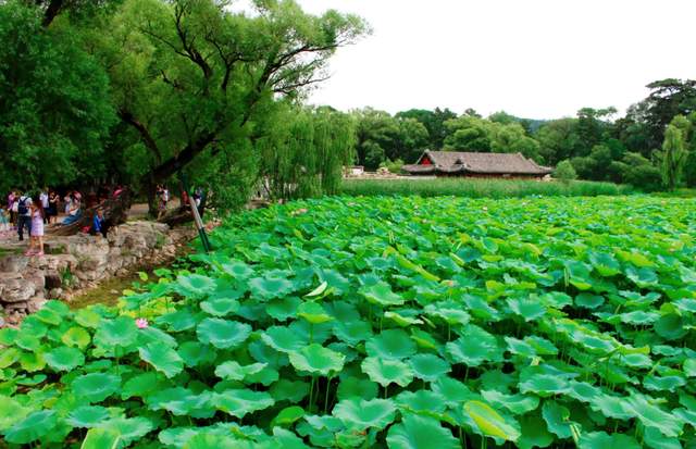 丽江|夏天避暑，首选这3座城市，天气凉爽，景色秀丽