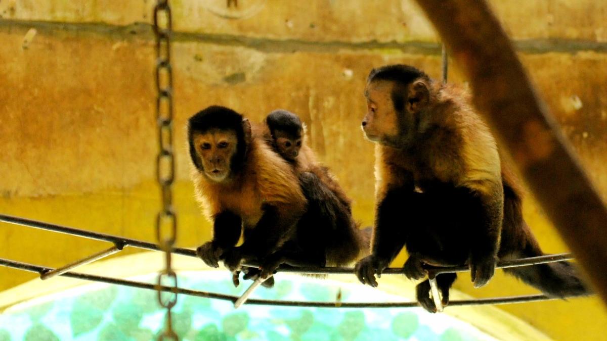 我方了！“国字脸”猴子惊现绍兴，还能被软件识别人脸？到底咋回事