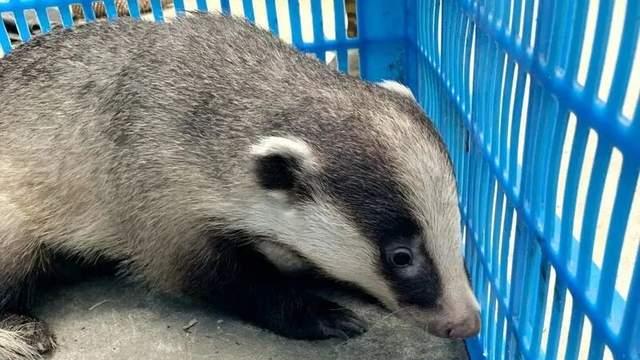 上海惊现一“神秘生物”引热议！猪鼻子成焦点，专家这次真错了？