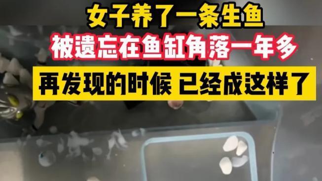 黑鱼被遗忘在洗手间存活11个月都掉色了，乍看像一只大蝌蚪