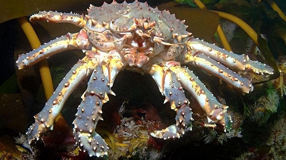 “生态杀手”帝王蟹，入侵南极泛滥成灾，为何价格仍如此昂贵