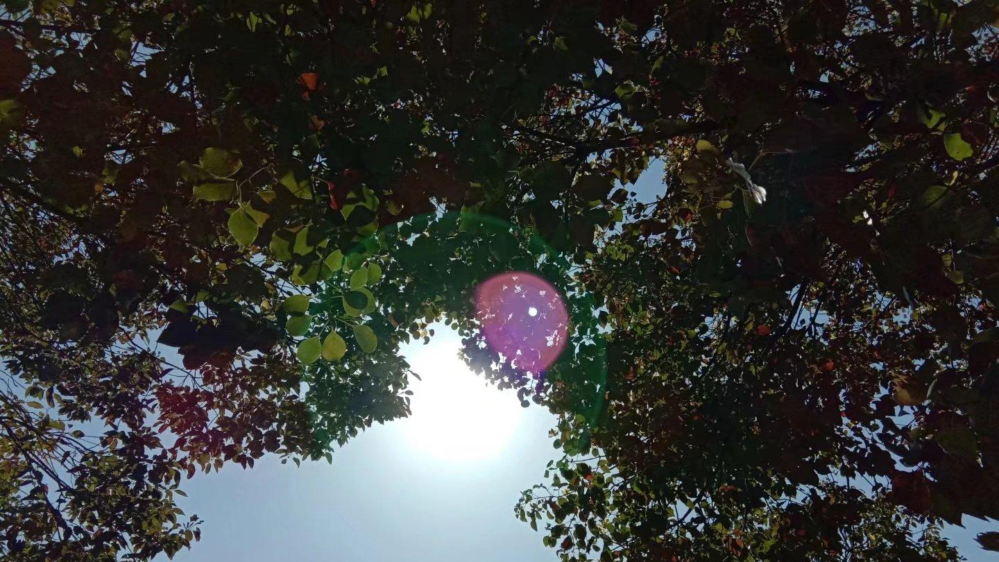 菩提祖师是什么来历？他打得过如来吗？