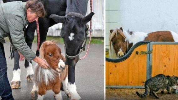 德国发现世界上最小的马，身高不超过50厘米，看完瞬间融化你的心