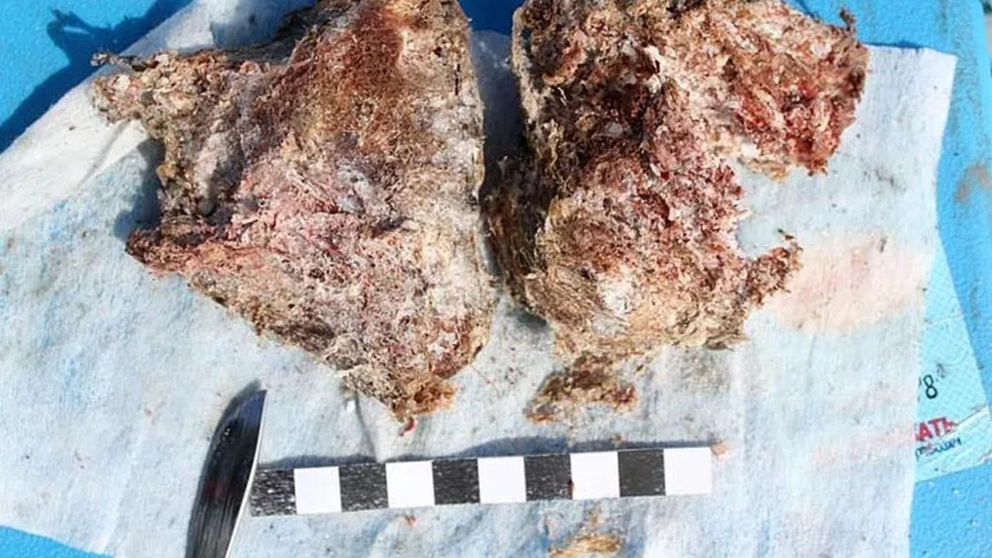 人类该警惕了吗？加拿大北部冻土带内：发现一头4万年前动物遗骸