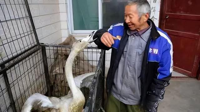 15年老汉放羊捡到受伤“大鹅”，养了13天，却发现哪是鹅？是宝贝