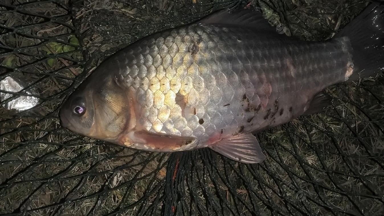 入伏|入伏野钓分时段，时段不对鱼获少！这3个时间出钓，连竿到手软