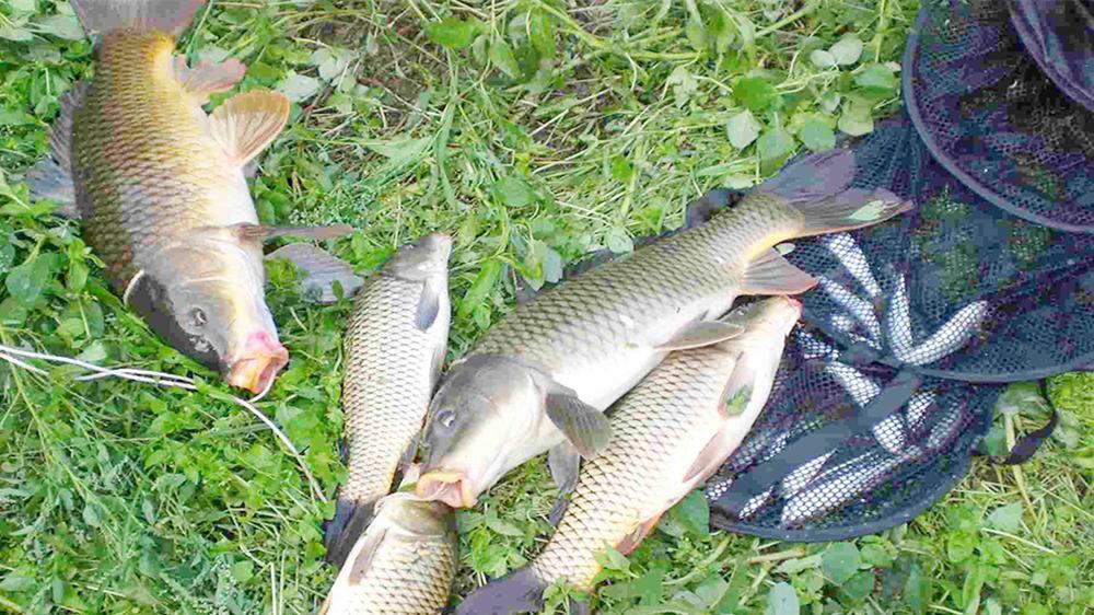 食品添加剂|秋天野钓鲤鱼，4款自制面饵，效果杠杠滴，狂拉大鲤鱼一点不含糊