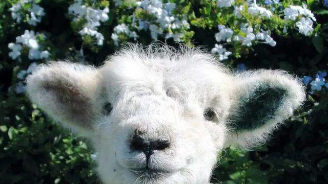 羊是忍痛能力最强的动物？为什么骟羊时，很少听见羊惨叫出声呢？