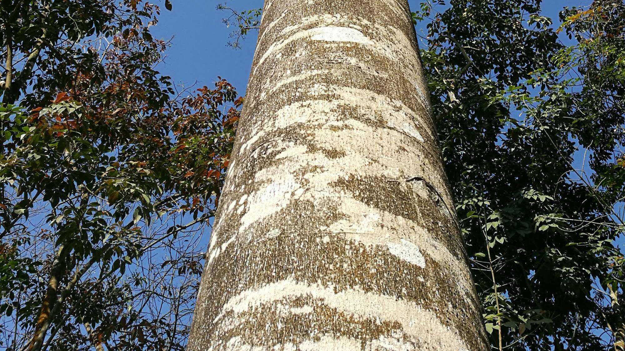 12种“国宝”，动1棵都是“罪过”，学会辨认涨知识不吃亏