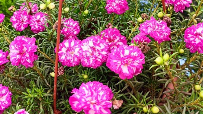 这4种植物寓意很好，代表勇气和坚强，非常适合家里养殖