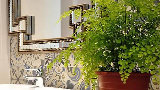 卫生间养啥花好？这“5种”，青翠繁茂，吸收湿气，空气自然清新