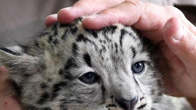 2008年新疆牧民捡两“猫崽”，越喂越不对劲，专家看后发现端倪