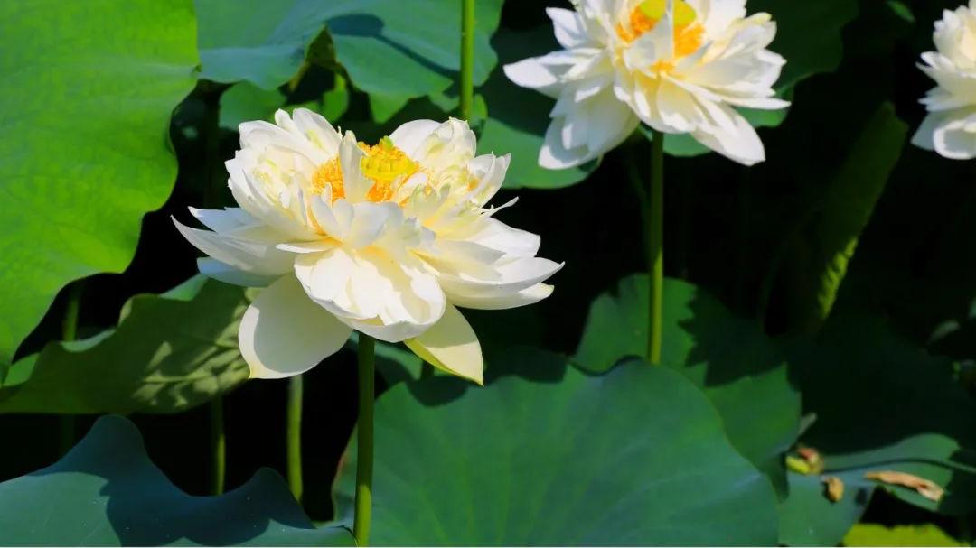 |夏日炎炎｜七月盛夏，去西山看荷花吧～