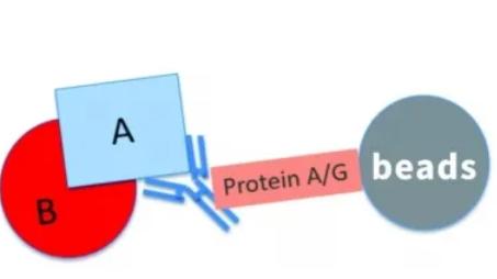 蛋白互作的多种检测方法介绍  ——NanoBiT、Pull Down和CoIP实验