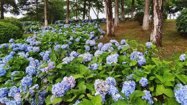 绣球花|好美的绣球花坡，来汤湖公园邂逅一片夏日浪漫