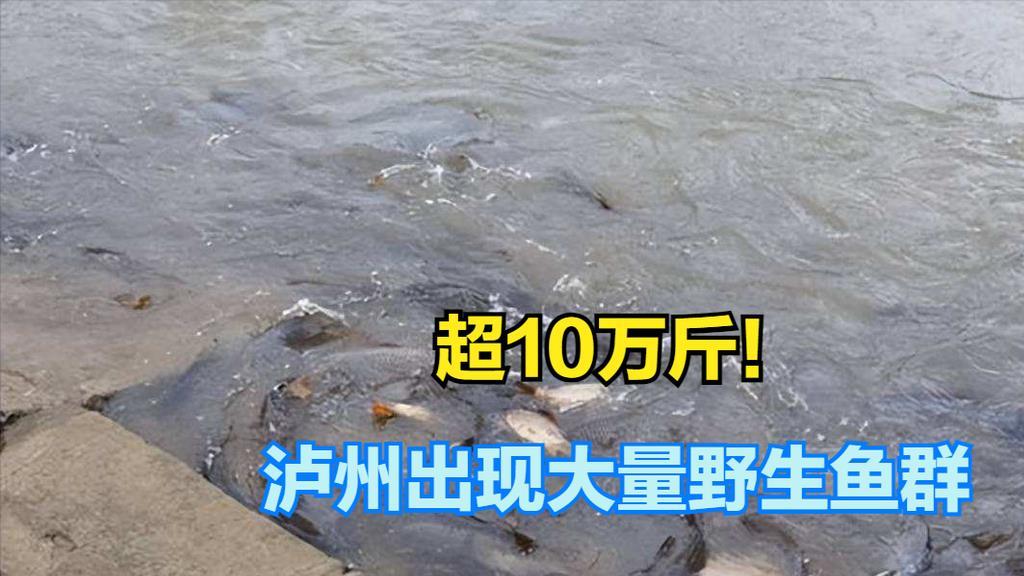 超10万斤！长江泸州段现大量鱼群，水都“染黑”了 到底好不好？