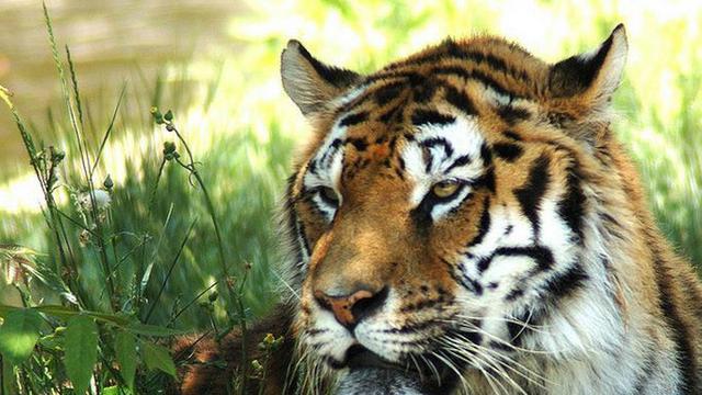 我国还能见到的四种老虎