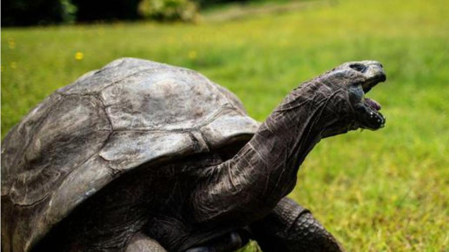 190岁！全球最长寿陆上动物庆祝生日
