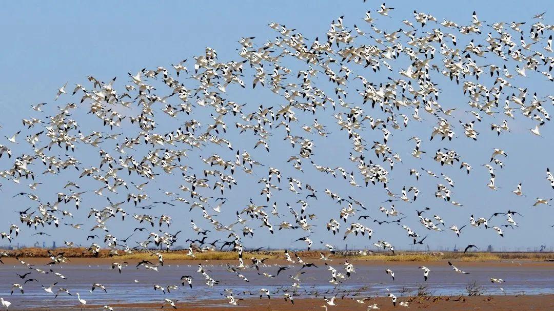研讨会|“黄河口最美观鸟季，一起来邂逅鸟类天堂”获山东省优质旅游产品