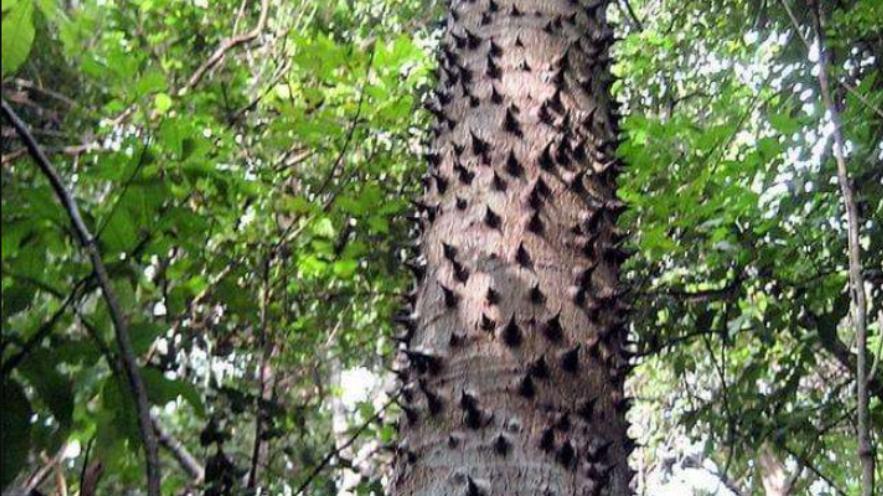 5种全球最危险的树，浑身带刺，果实还会爆炸的沙盒树你见过吗？