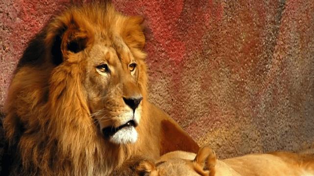 狮子为何没有进化出食草能力？既食肉又吃草，岂不生存无忧？